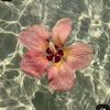 ddianadiy