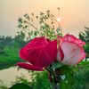 shelpykhatun70