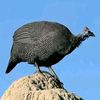 chala.mohamed25