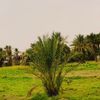 Ahmed Fawzy
