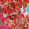 arce.sabella