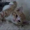 lilauxx_