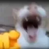 Funny memes