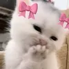 fjydgbj