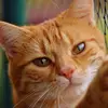 myrrcat23
