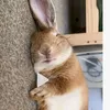 animalfunny40