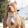pitbullherotales
