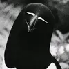eyeislaw