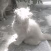 meoww778m