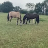 lola.and.ponies12
