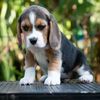 beaglebreeder3