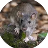 szczurek3349