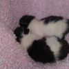 lifewithcats487