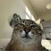 Real Meowments