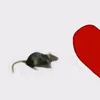 ses.sabe