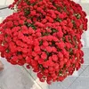 vnlng240