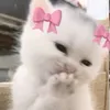xx__xx1260