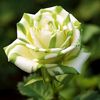 gawri.youcef