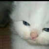 aineghjk444
