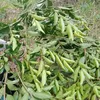 huongphuong497