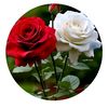 syed11481