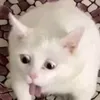 kasekuh2
