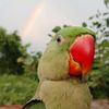 ladybird_567