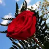 user3215313218227