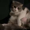 crispyfish_1
