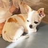 emma.chihuahua1