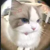 emcabuon15.8