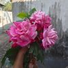 riyad.ali501