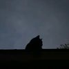 safin_2812