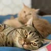 3匹のおすねこ