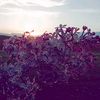 gulzhan.q7
