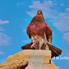 user4101576361978