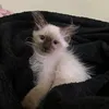 😻