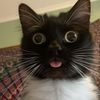 ilikekat