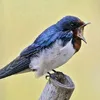 hirondelle.du.93