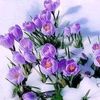 nevroz.21215