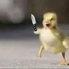 shahllaaaaa_2
