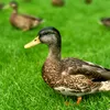 duck_enthusiast5