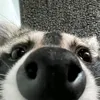 babymetal_143