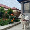 murad.babayev046