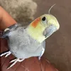 crazy_olive4