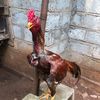 kkrooster3