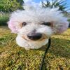 zoe_abichon