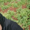 aycha.neani