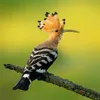 alikerkuk82