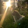 kotokitiklove